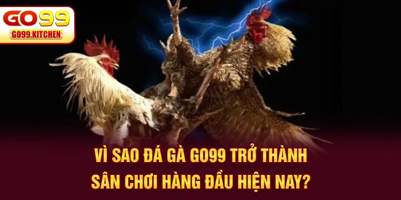 Vì sao đá gà GO99 trở thành sân chơi hàng đầu hiện nay?